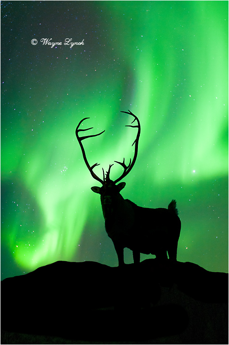 Caribou Bull & the Northern Lights by Dr. Wayne Lynch &copy; 